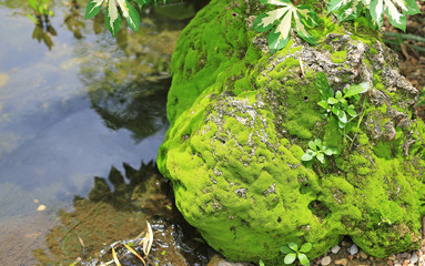 Green moss covered stone near the river in nature.