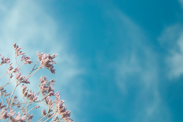beautiful plant in the lower corner of the image against a blue sky with clouds