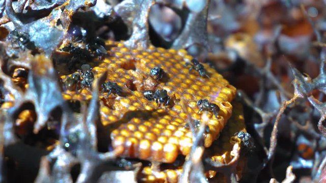footage of wildlife bees working together collecting nectar and turning it into honey.