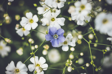 Blue flower on a background of white flowers. uniqueness concept. not like at all.