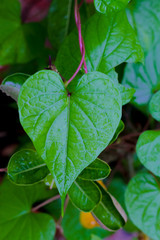 heart shaped green leaves for natural background