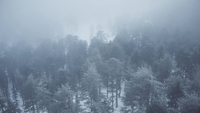 Snow mountains and pine woodlands in Mediterranean