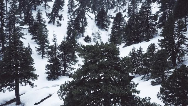 Snow mountains and pine woodlands in Mediterranean
