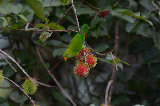 Vernal Hanging Parrot enjoy rambutan, Beautiful small parrot in Thailand.