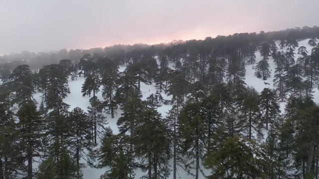 Snow mountains and pine woodlands in Mediterranean