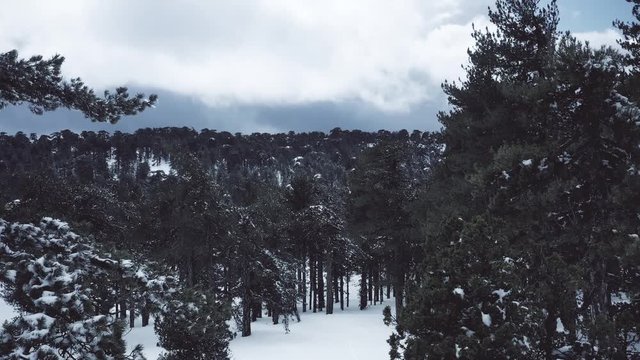 Snow mountains and pine woodlands in Mediterranean