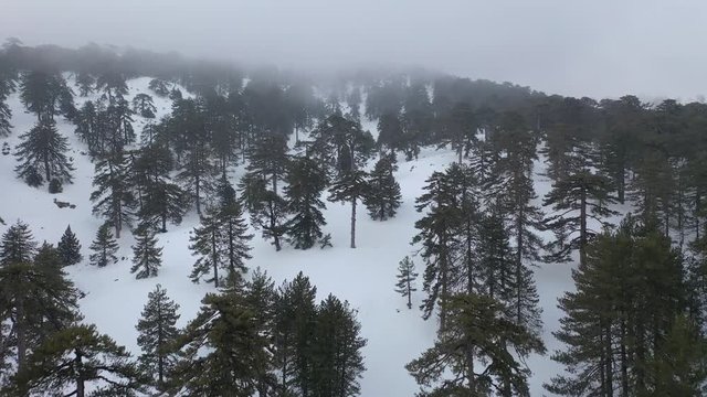 Snow mountains and pine woodlands in Mediterranean