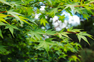 Green japanese maple leaves background