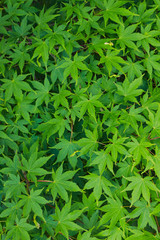 Fototapeta premium Green japanese maple leaves background