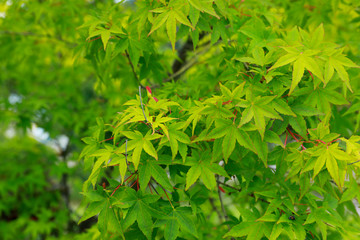 Green japanese maple leaves background