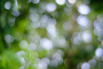 Obraz premium Abstrack blurred green color for background,blur and defocused