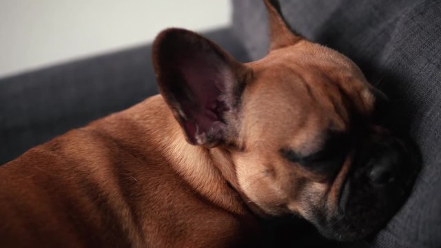 A small sweet French bulldog sleeps on a pillow and raises his head to change his position, hides his head