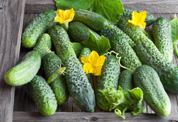 Cucumber background Cucumber harvest. many cucumbers. cucumbers from the field