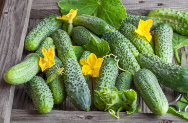 Cucumber background Cucumber harvest. many cucumbers. cucumbers from the field