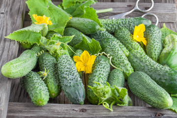 Cucumber background Cucumber harvest. many cucumbers. cucumbers from the field