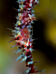 Ornate ghost pipe fish close up with gills and eyes details