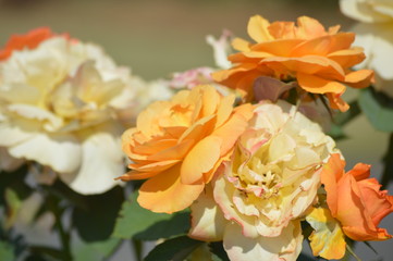 Thomasville rose garden 0339