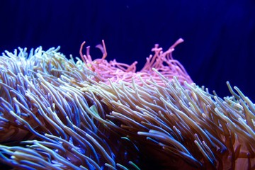 Naklejka na ściany i meble Colorful Sea Anemone in tank