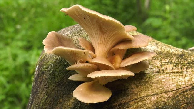 Pearl oyster mushroom on the tree.