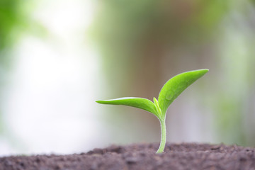 Young green sapling plant growing in the morning 