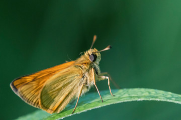Papillon.
