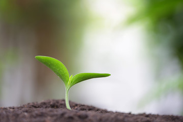 Young green sapling plant growing in the morning 