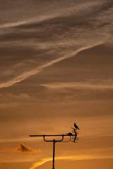 夕空の下アンテナの上に佇む一羽の鳥のシルエット