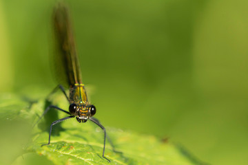 Libellules et Agrions