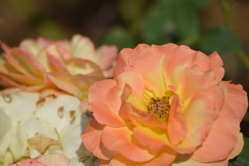 Thomasville rose garden 0343