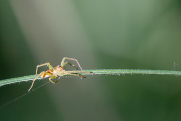 Araignée.