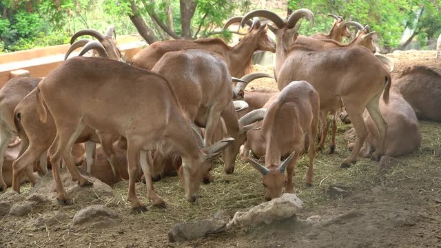 Los borregos salvajes est&aacute;n acostados en la tierra y comiendo pasto. 