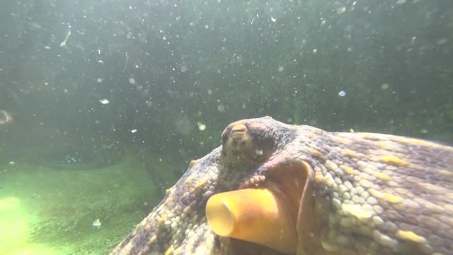 Kanagawa,Japan-July 10, 2019: Monitoring octopuses actively moving in a pool at Sagami Bay, Japan