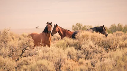 Crédence en verre imprimé Chevaux Trois chevaux sauvages dans le vaste désert de l& 39 Utah dans l& 39 ouest des États-Unis