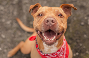 A dog photographed for a California shelter, who has since been adopted! - obrazy, fototapety, plakaty