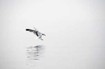 Seagull is hunting over water