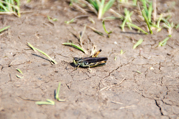 Big grasshopper sitting on the ground