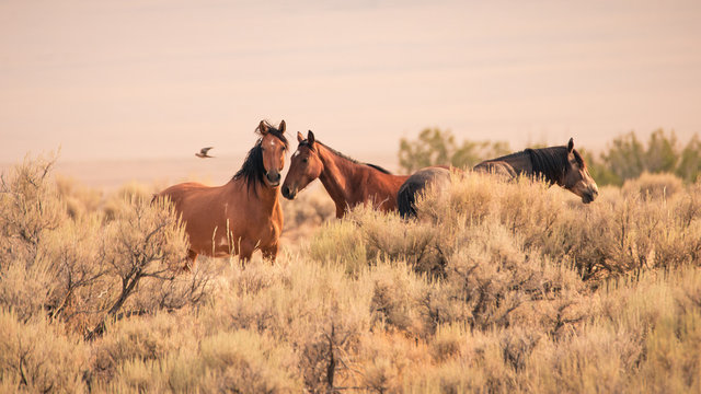 Three wild horses in the vast Utah desert in the western United States