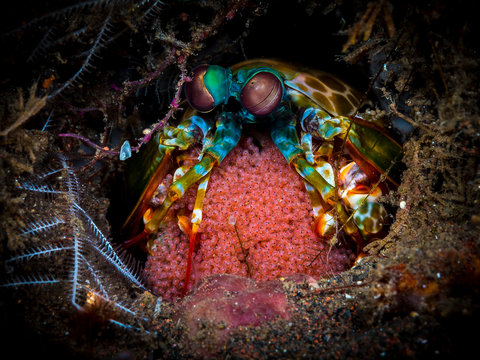 A shot of a peacock mantis shrimp with eggs and high detail with colours