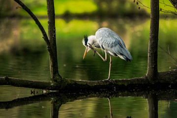 Grey heron stands on a fallen tree branch, scratching its face 