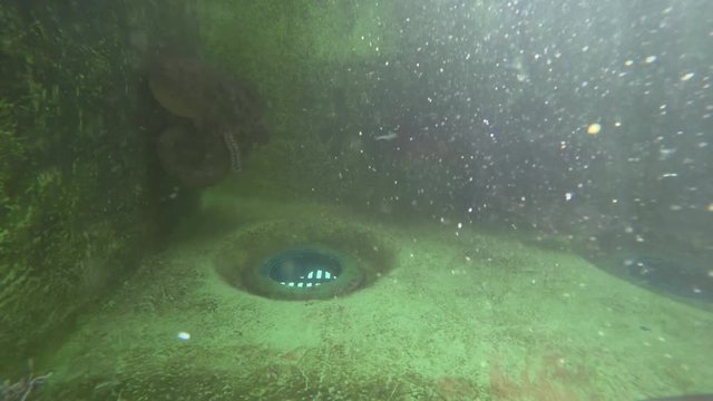 Kanagawa,Japan-July 10, 2019: Monitoring octopuses actively moving in a pool at Sagami Bay, Japan
