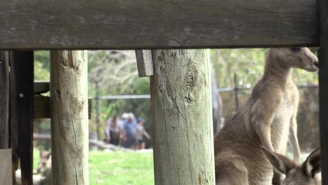 Australian Kangaroo in captivity. Scratching body. Dolly shot left to right