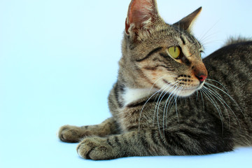 cat looking on the sides
