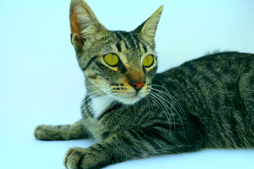 cat looking on the sides