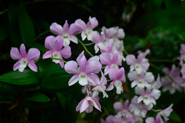 Fototapeta na wymiar Pink orchid Is a beautiful, fresh, natural flower that looks refreshing