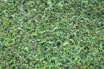 Thuja. Texture of green thuja close up. Thuja occidentalis background: natural green beautiful fence.  Macro texture of Evergreen coniferous tree, Chinese thuja.