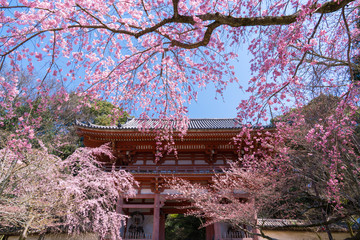 京都　醍醐寺の仁王門と桜