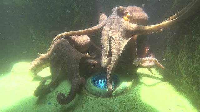 Kanagawa,Japan-July 10, 2019: Monitoring octopuses actively moving in a pool at Sagami Bay, Japan