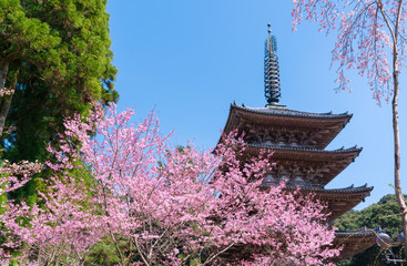 京都　醍醐寺の五重塔と桜