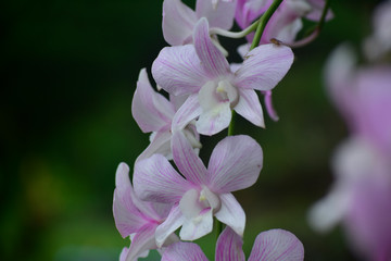 Fototapeta na wymiar Pink orchid Is a beautiful, fresh, natural flower that looks refreshing