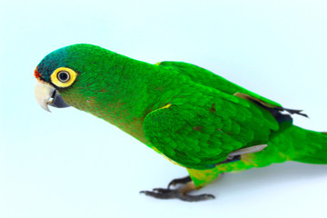 parakeet in a glass observing its sides